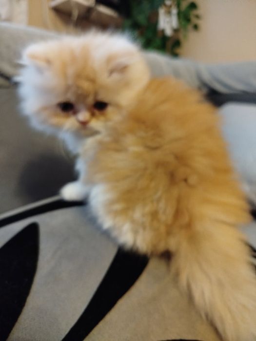 Perska koteczka rudo-biała