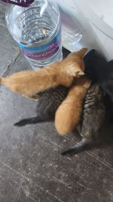 Gatos bebés para adoção