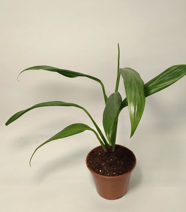 Епіпремнум Амплісімум Сільвер (Amplissimum siver) альба вайт варієгатн