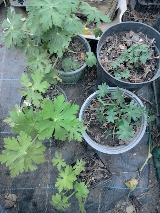 Bodziszek geranium bodziszki ogrodowe