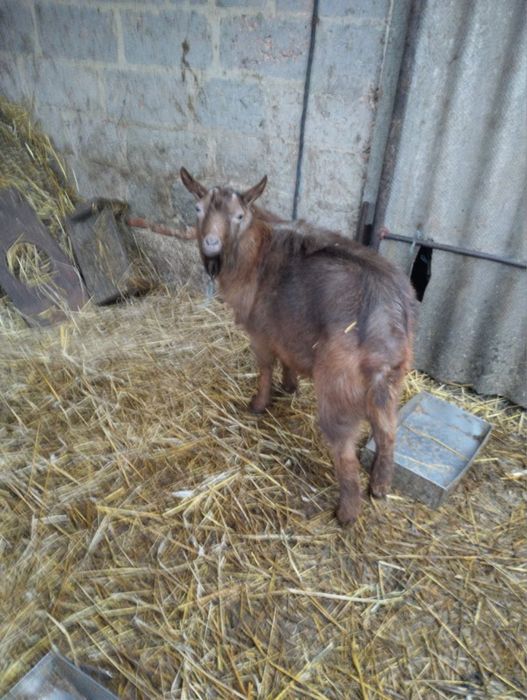 Козел молодий, 10 місяців