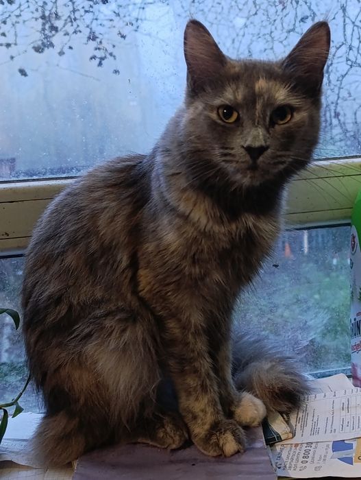 Кішка мейнкун, 1рік 3міс,стерилізована