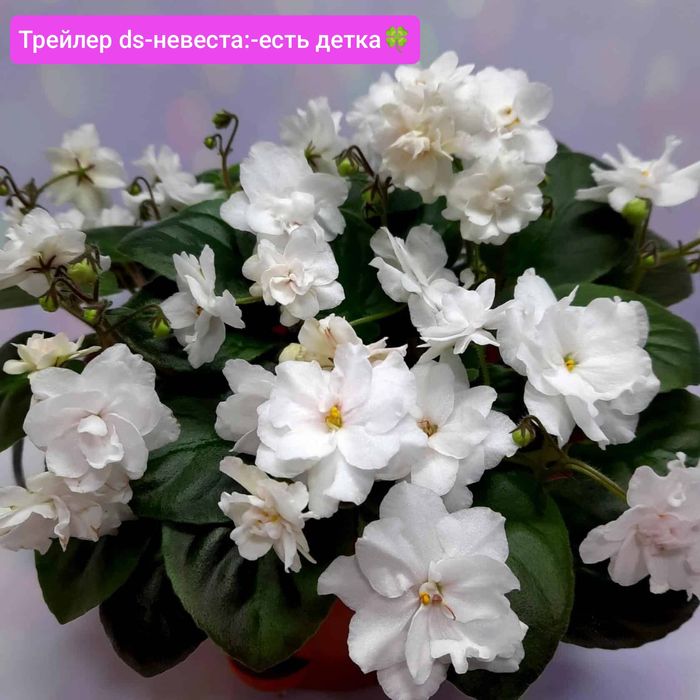 Фиалки сортовые детки