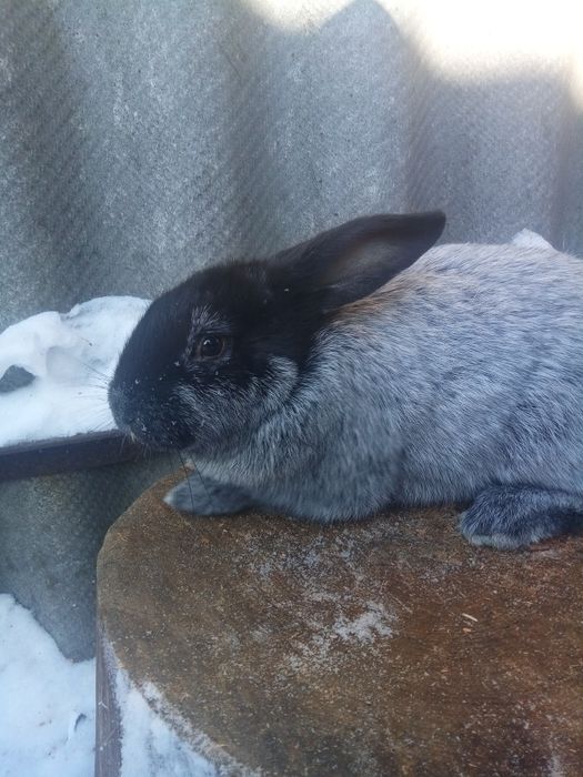 Кролики. Кроли. Крольчата.