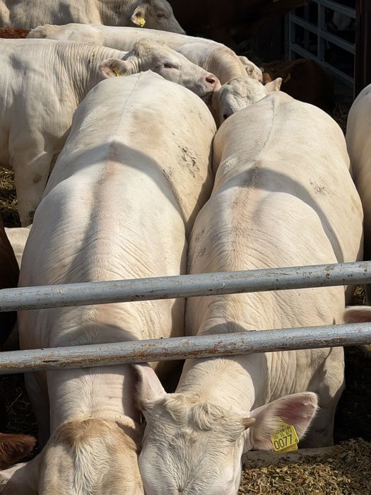 Byki Charolaise 13 sztuk +-330 kg ze zjdec
