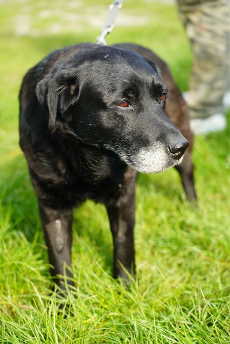13 lat żył na łańcuchu. Pokaż mu czym jest prawdziwy dom!
