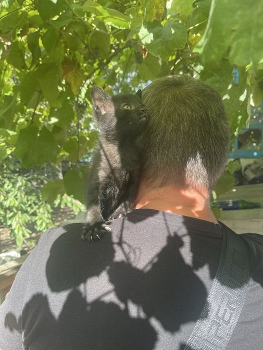 Кіцьки в добрі руки, безкоштовно.