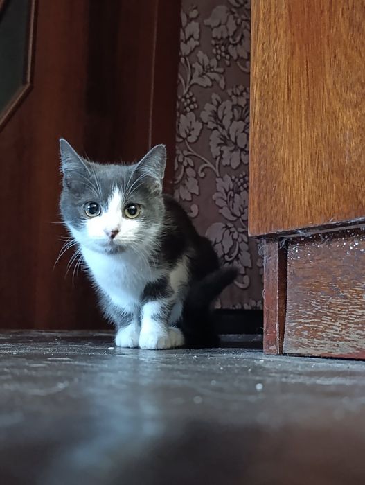 Дві дівчинки шукають родину