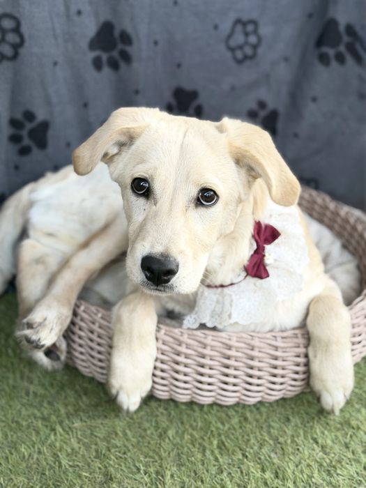 Лабродор дівчинка цуценя