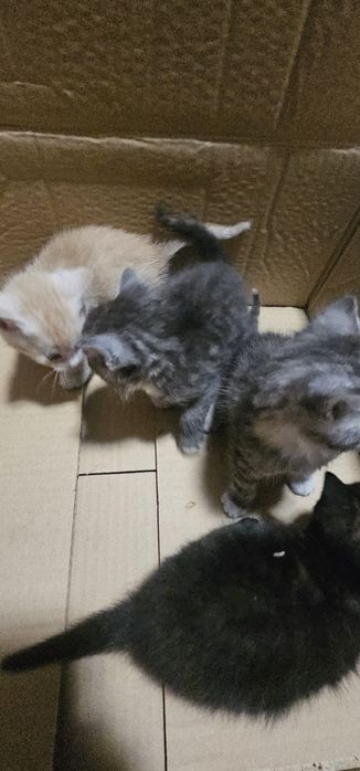 REZERWACJA Kontakt Olx. Oddam koty.