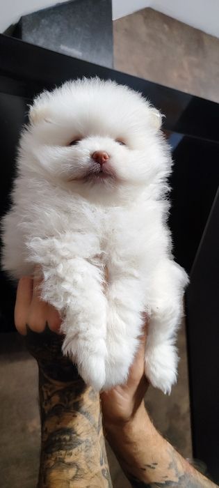 Чарівний хлопчик! Білого кольору