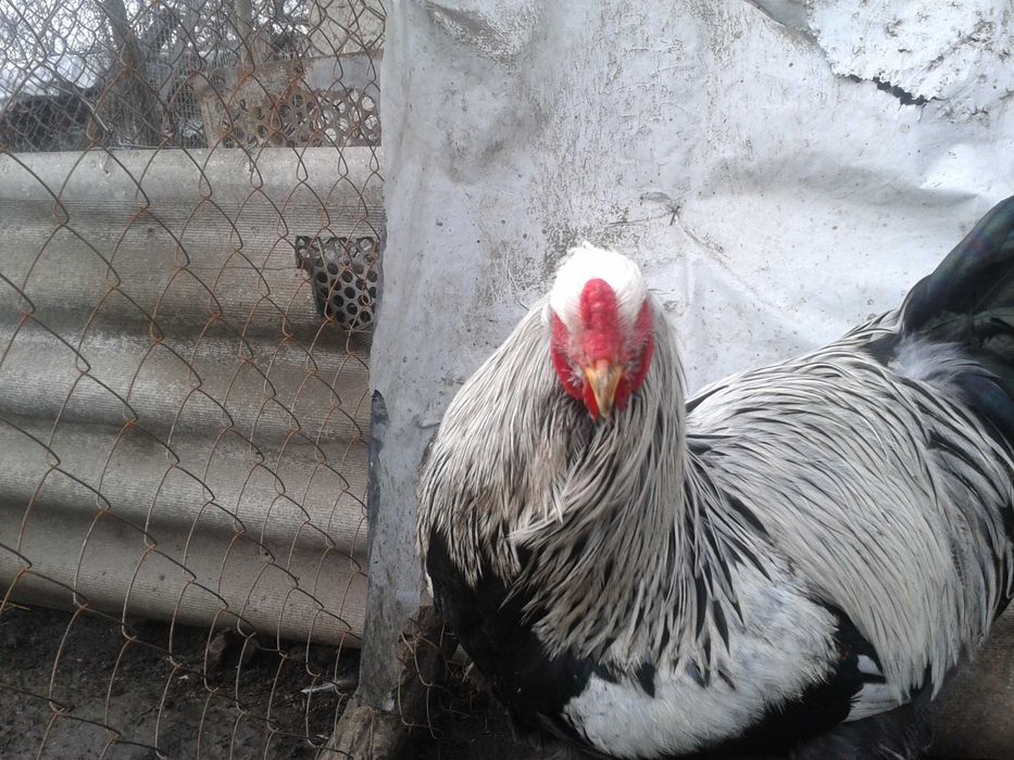 Продам инкубационное яйцо от кур породы Брама Тёмная