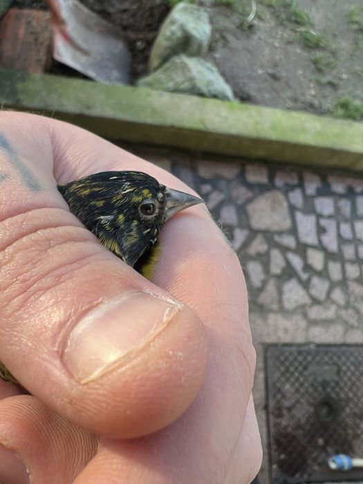 *ULTIMO* spinus mangelanicus anilhado 2025