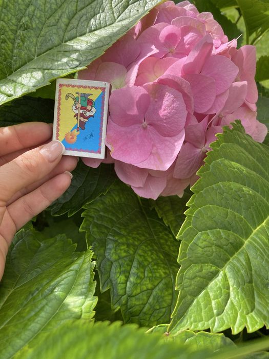 Гортензія широколиста