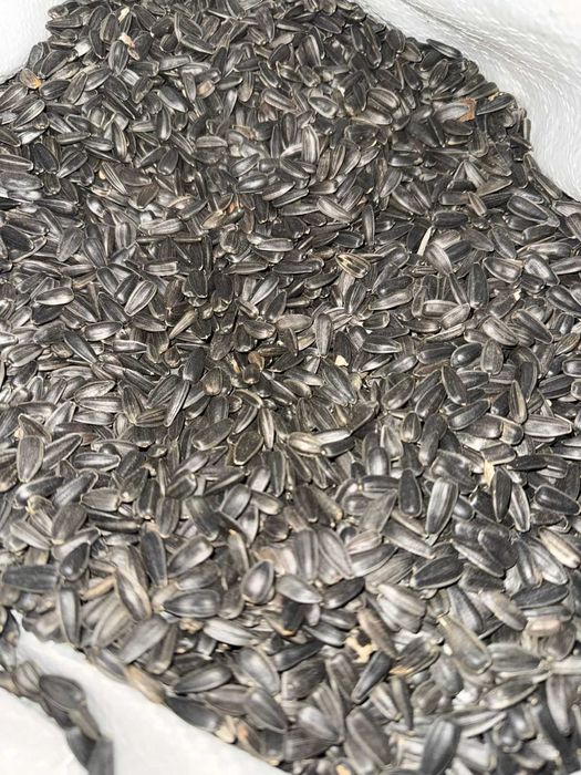 Насіння соняшника гібрид 3-8+мм