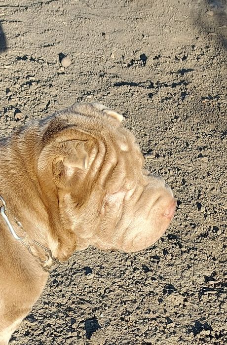 Шарпей шукає подружку