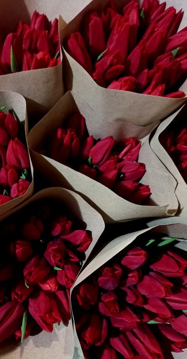 Продам тюльпани опт.