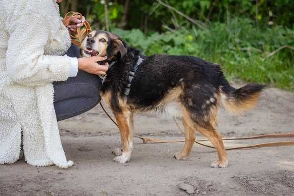 Niewielki spokojny Irysek szuka domku