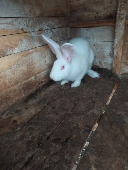 Продаються кролики.