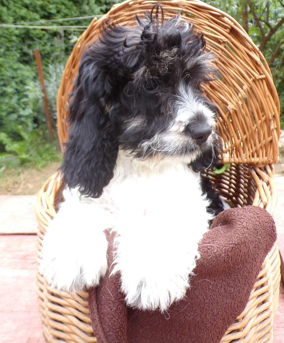 Cockapoo F1 , prześliczna, unikalna  sunia biało/ czarna, maleńka