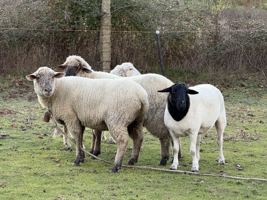 Carneiro e ovelhas