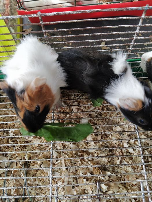 Морские свинки ангорские и розеточные