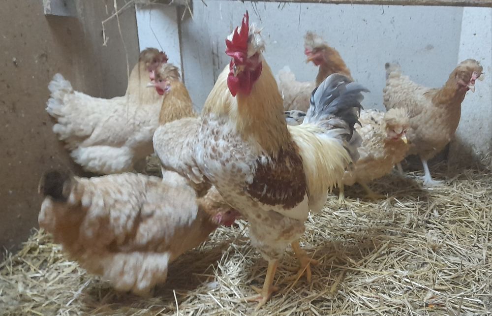 Jaja lęgowe czubatki staropolskiej