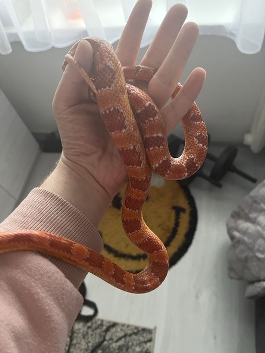 Wąż Zbożowy SAMIEC