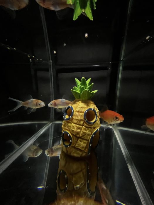 Peixes golfish 2