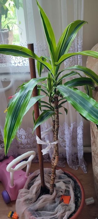 Пальма фінікова  заміокулькас, драцена сансевєра,   кімнатні рослини