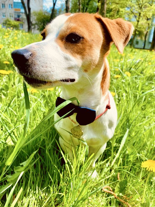 Вязка джек рассел терьєра