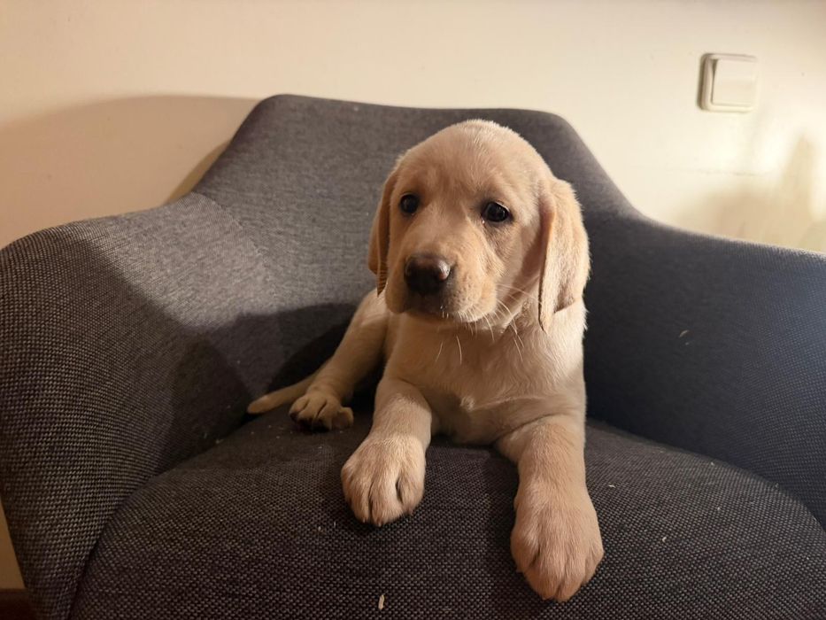 Labrador macho fantastico