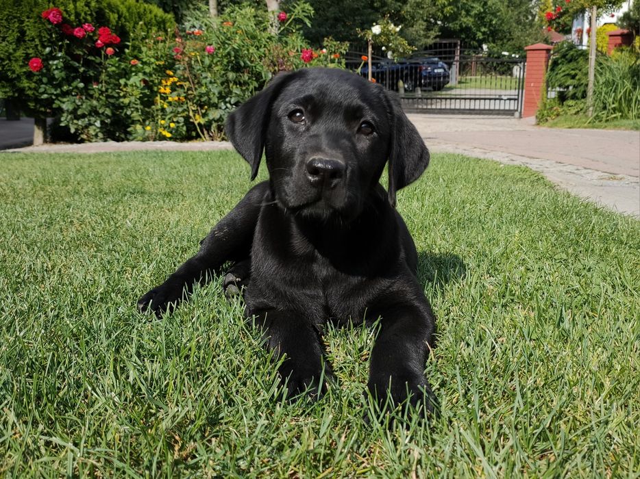 Labrador Retriever, ostatnia mocnej budowy SUCZKA! Już do odbioru!