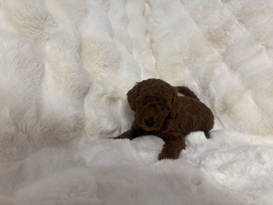 Pudel miniatura piesek z rodowodem