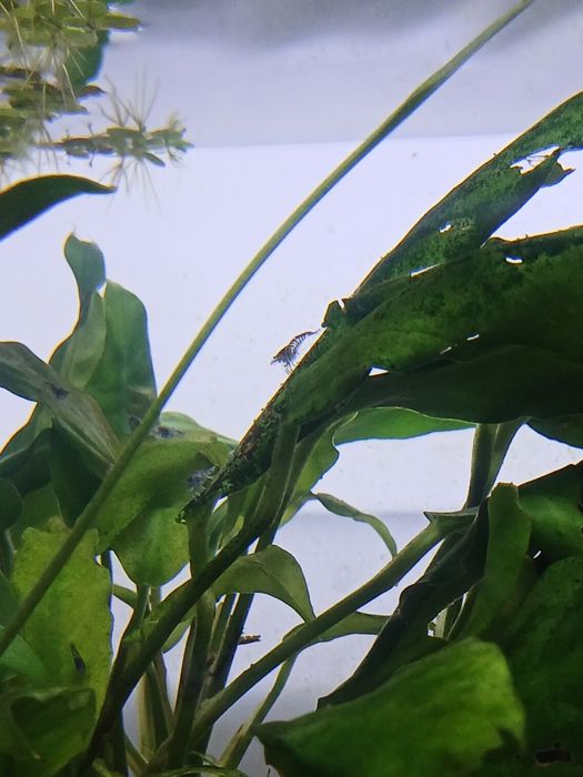 Krewetki carbon blue rilli neocaridina