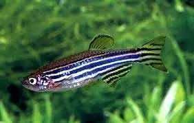 Ryby Akwariowe Danio Lamparcie. Cetarius