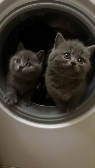 Шотландський висловухий кіт