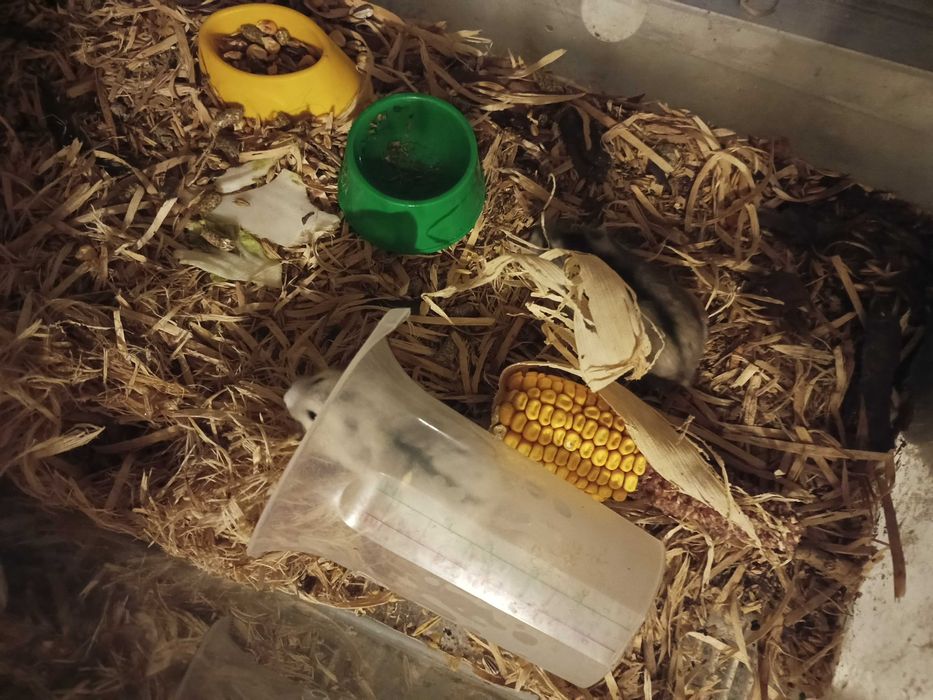 chomiki z  akwarium duzym ,