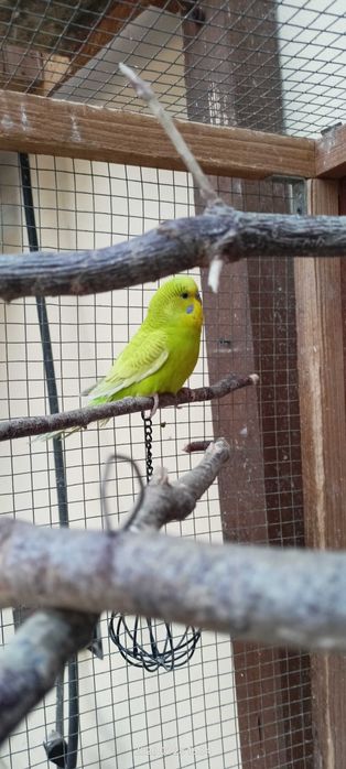Sprzedam papużke falistą