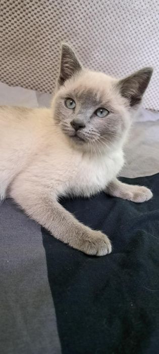 Kotka brytyjskia blue point