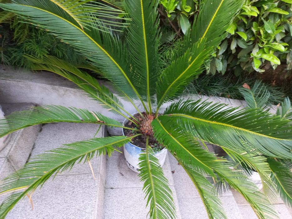 Sicas para jardim