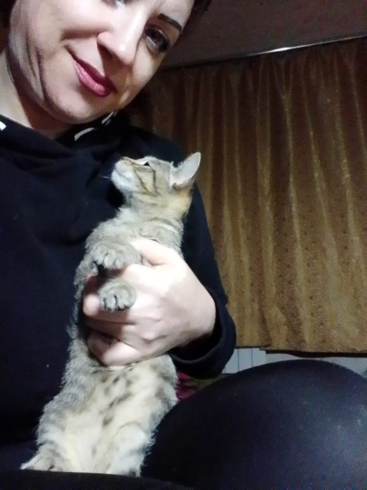 отдам ласковую кошечку в хорошие руки