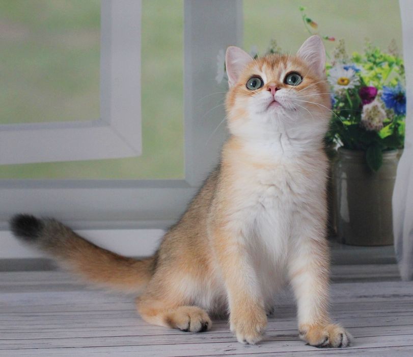 Хлопчик британчик чекає маму