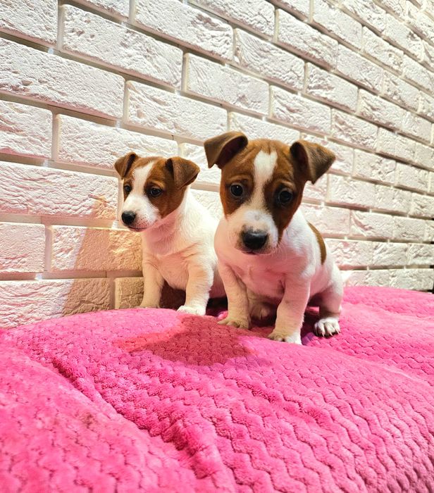 Jack russell terrier- śliczne