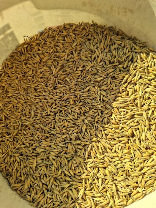 Sprzedam owies bingo