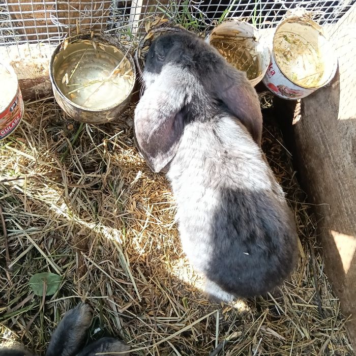 Króliki barany francuskie