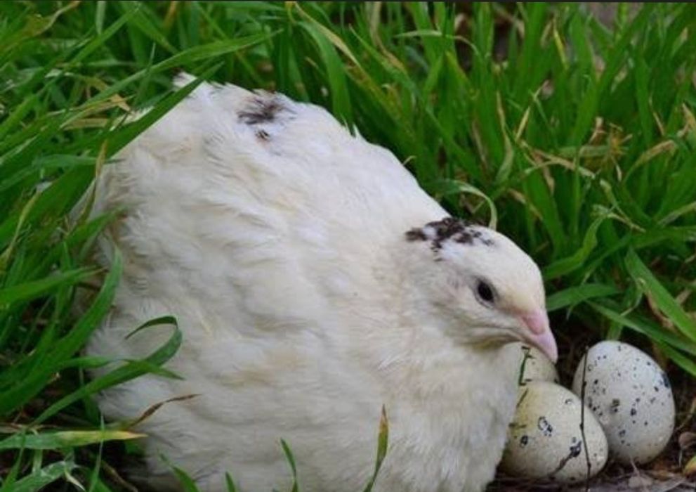 Інкубаційні яйця перепілки Техасець,Фараон,та Фенікс,пишіть, якщо,не д