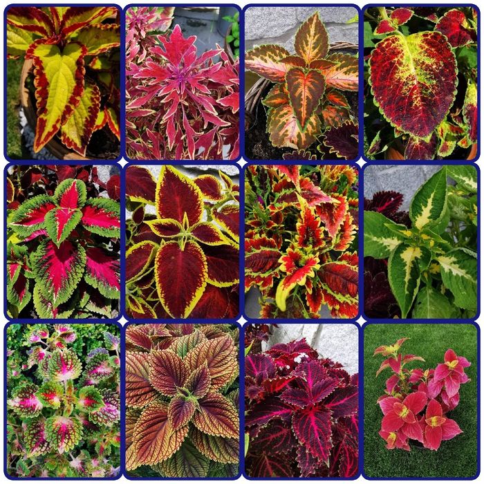 Koleus Rainbow - 12 odmian