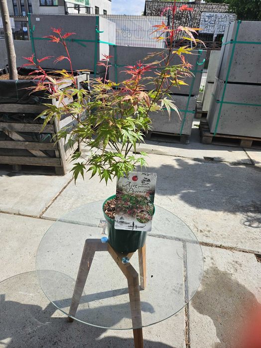 Klon palmowy 'Phoenix' (Acer palmatum 'Phoenix')