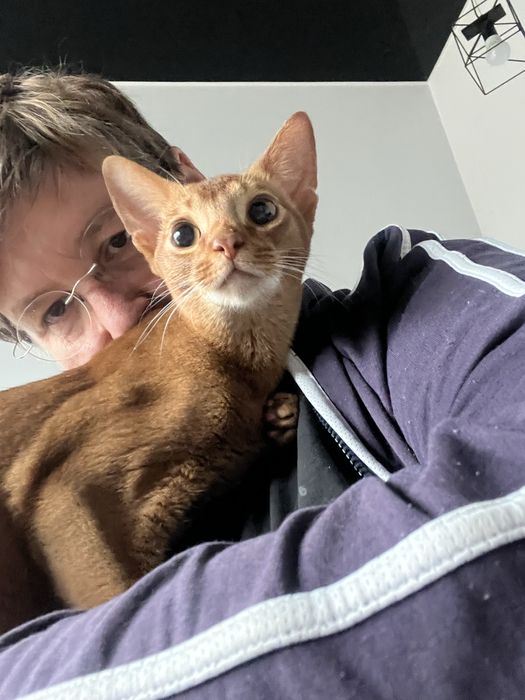 Абиссинский кот вязка